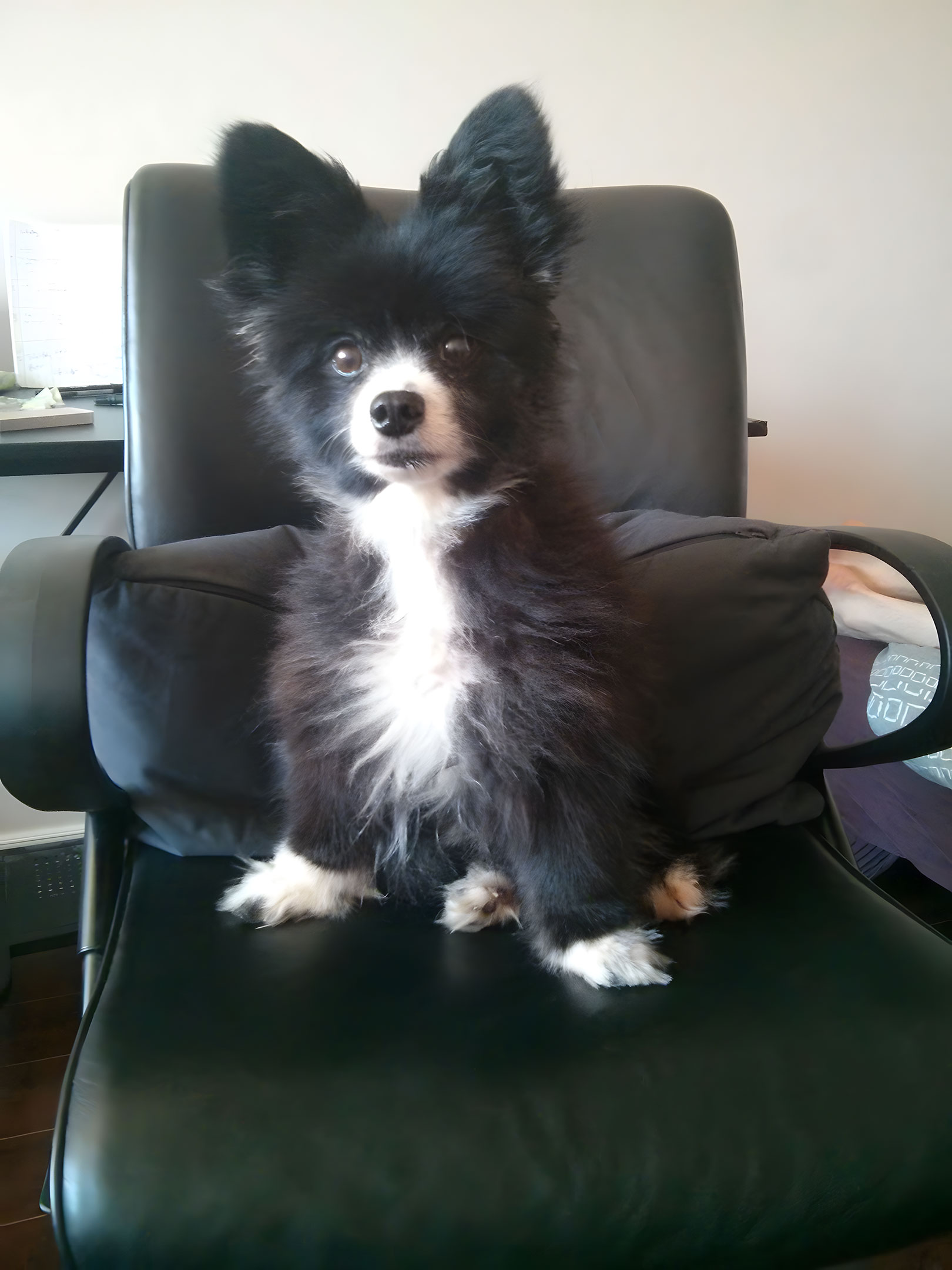 gizmo